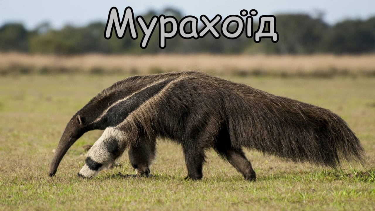 Тварини Південної Америки їх голоси та звуки.