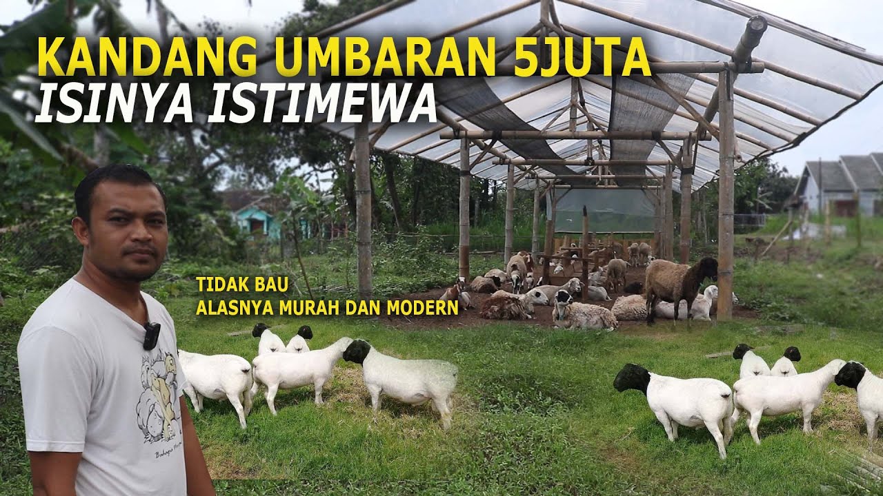 KANDANG DOMBA UMBARAN MODAL AWAL BUAT 5JUTA,ISINYA ISTIMEWA OMSETNYA BIKIN MERINDING