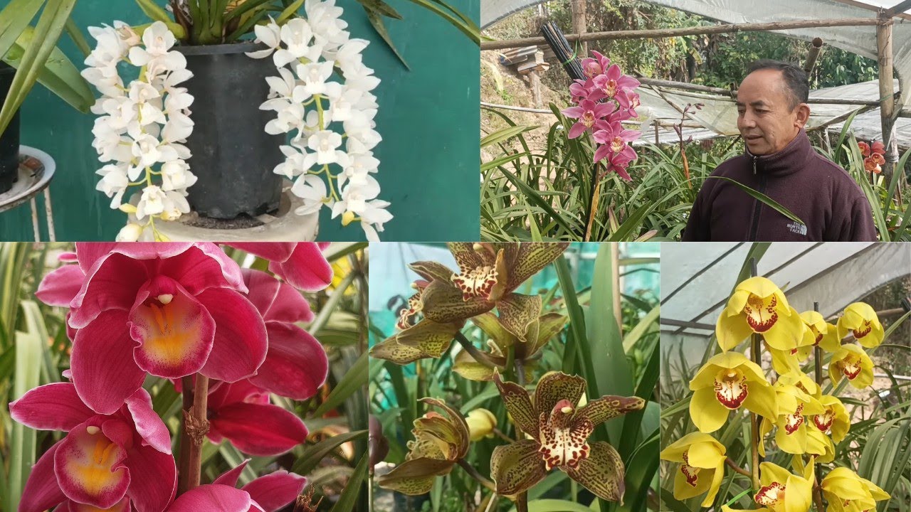 interview with sushil bantawa # owner of Magnolia nursery and farm .... cymbidium #