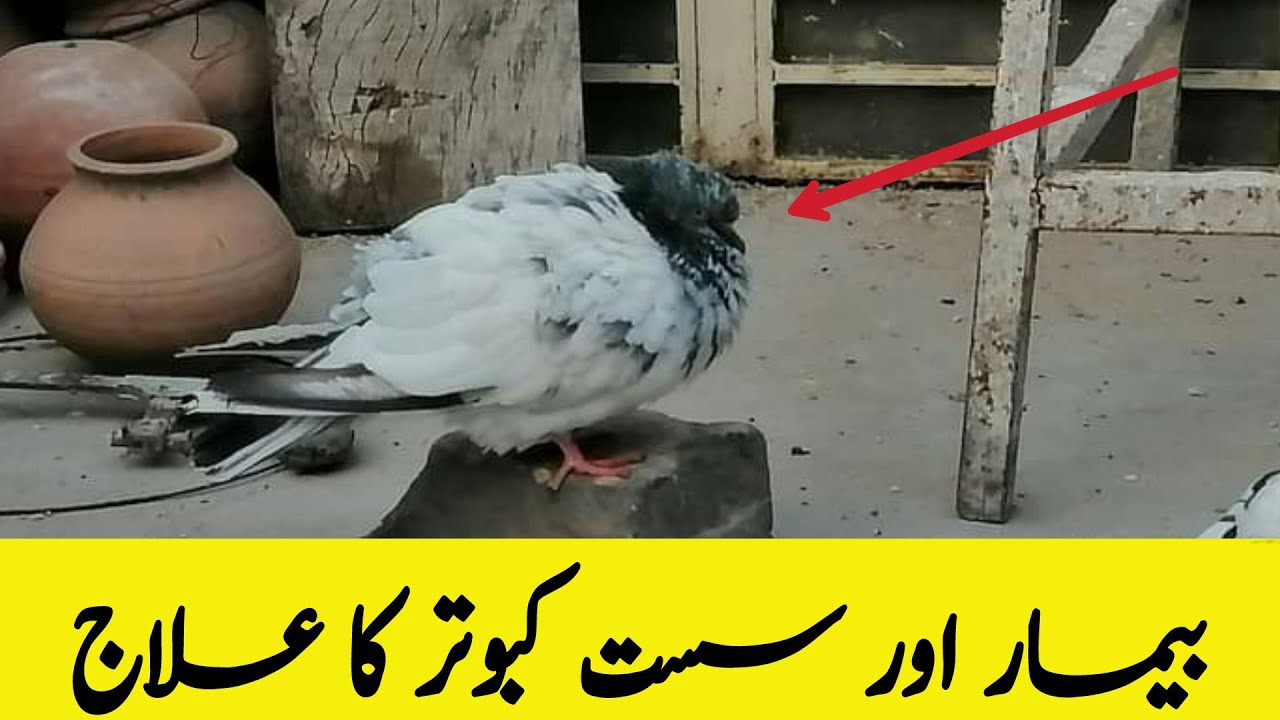 Bimar kabootar ka ilaj | Bimar Kabootar ki dawai | Pigeons Treatment