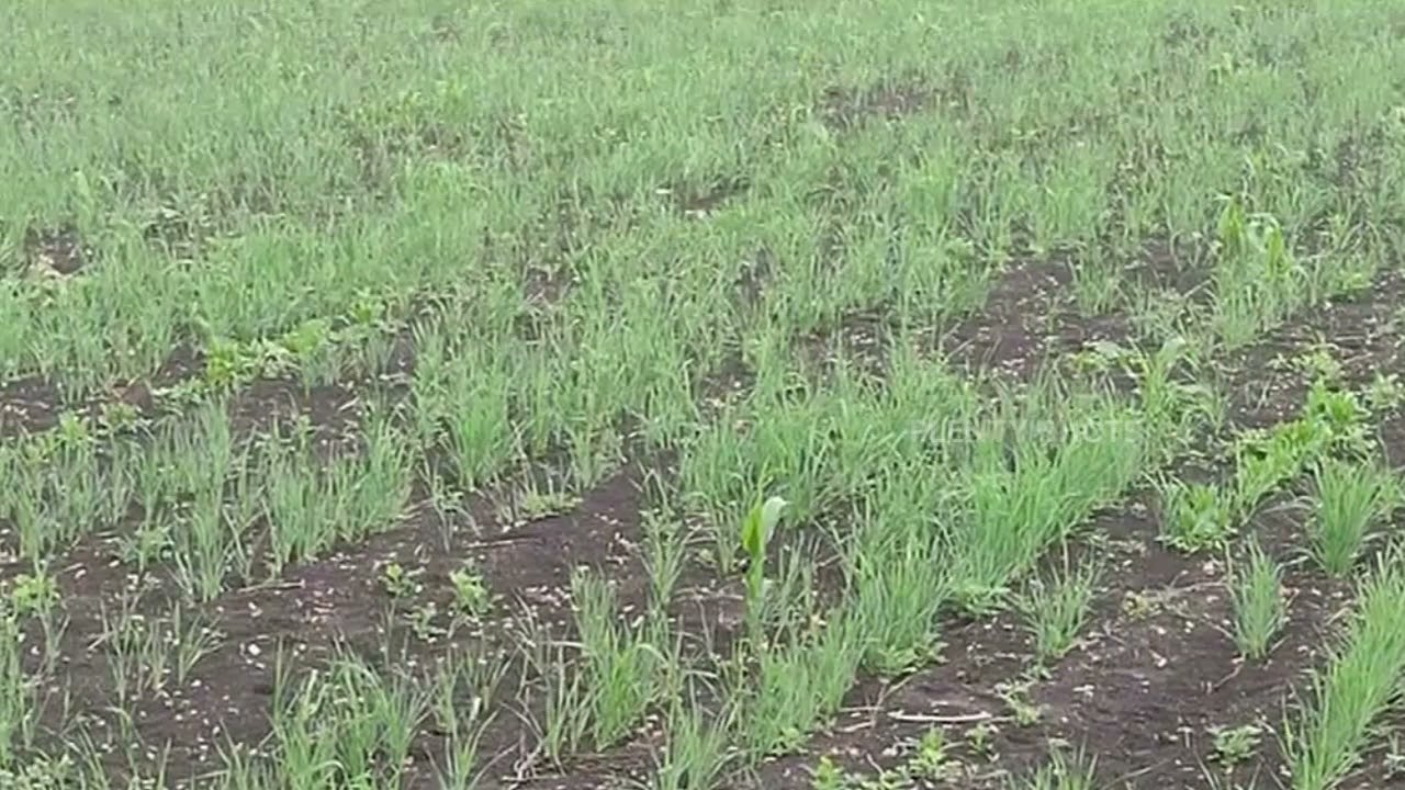 Crops Damaged due to incessant rainfall - Dharwad District (Karnataka)