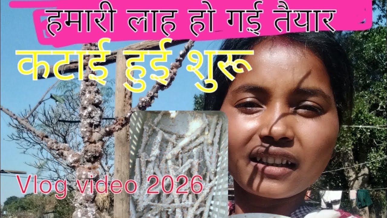 लाह की कटाई | किसान व्लॉग # LacHarvesting#LacFarming#Laccultivation#VillageLife#झारखंडखेती#IndianFar