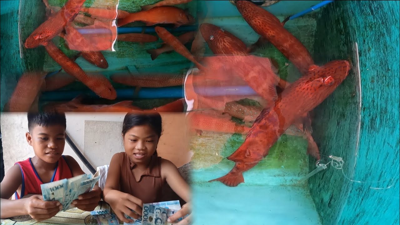 JACKPOT Isang SPOT Ganito karami Red Grouper at laking binta Ng mga Bata!