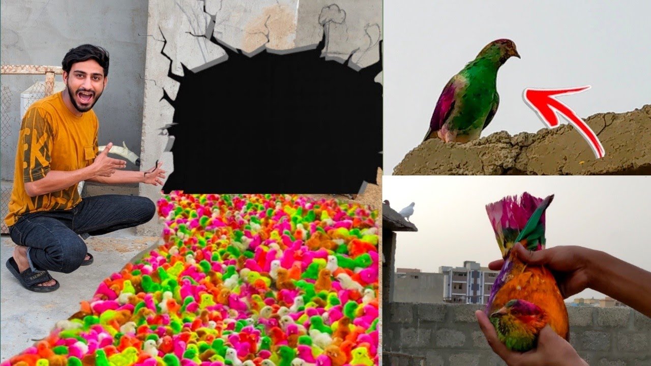 Mini zoo mein 100 + colorfull chicks Nikal Aya 😱 or AK Kabootar pakda Liya 😍