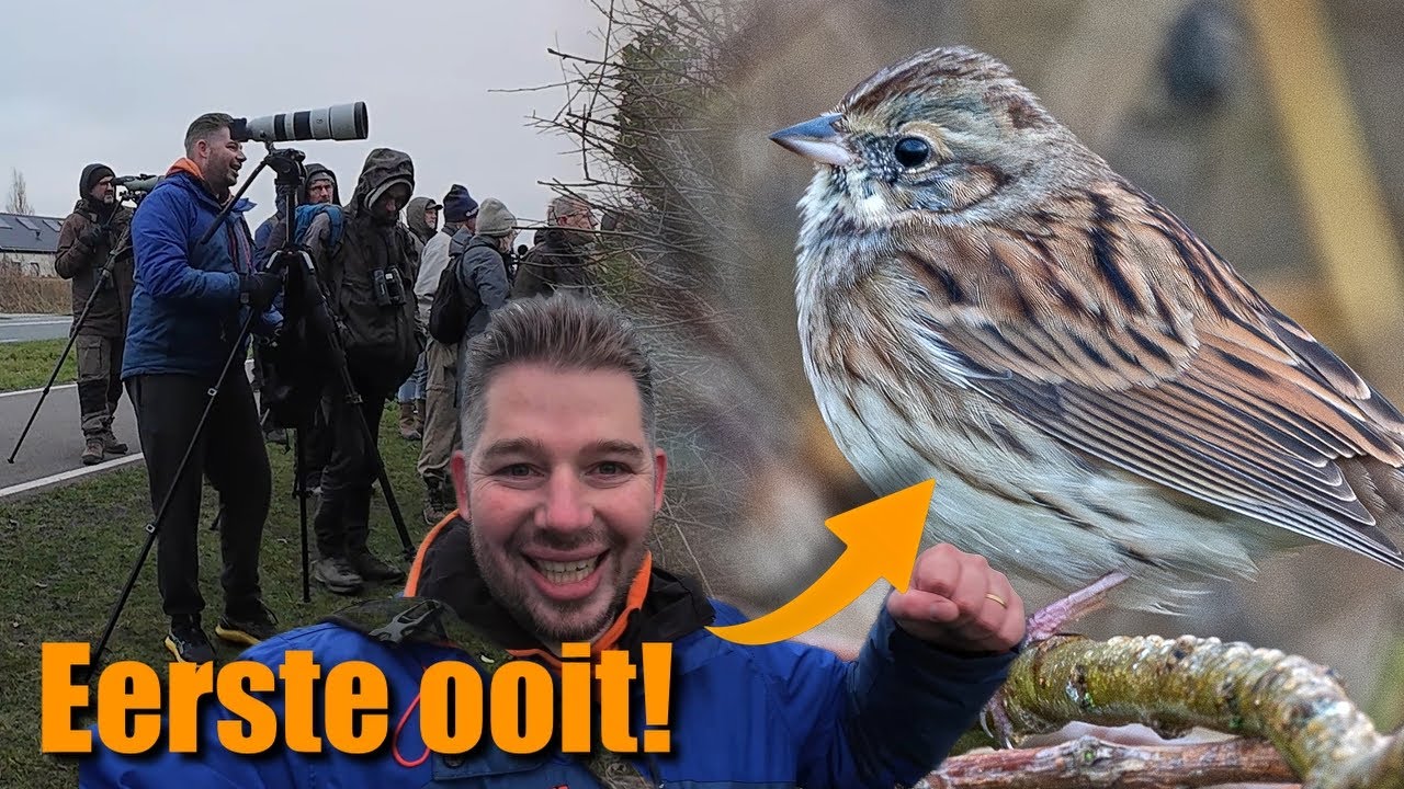 Superzeldzame MASKERGORS op Texel! Eerste ooit!