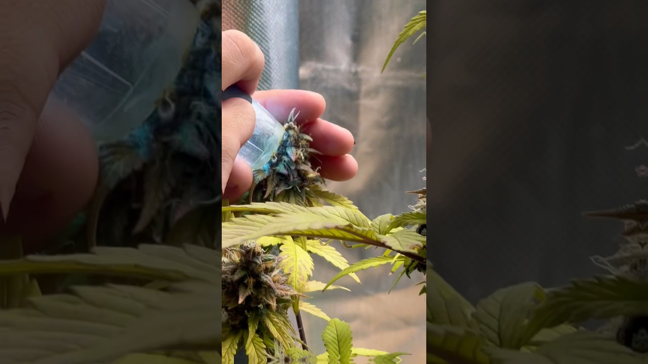 Week 10 Lemon Cherry Cookies 🌱 Trichome Check & Nematodes at Work 🪱