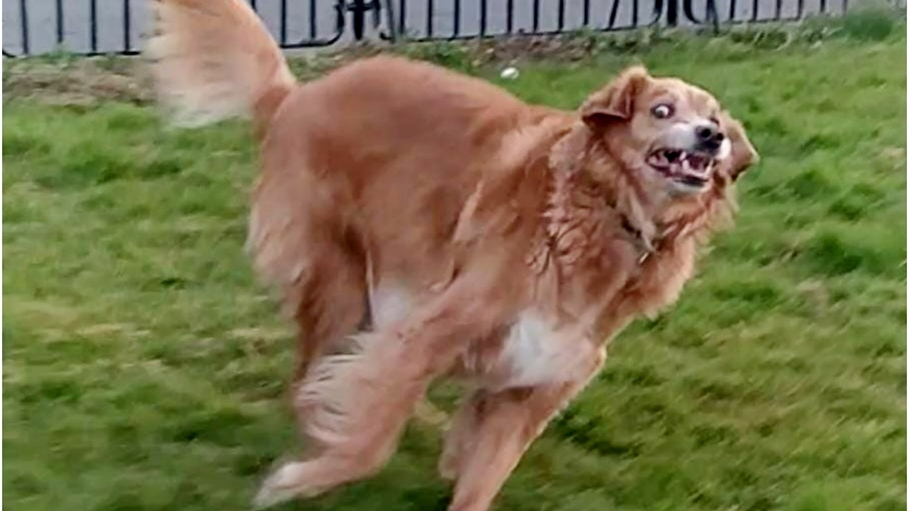 Laugh Out Loud 😂 Best Funny Animal Moments #57