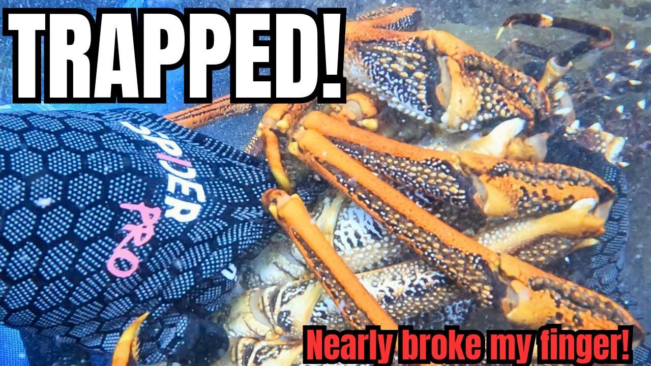 This Cray Nearly Snapped My Finger Underwater (PB 4.5kg Cray)