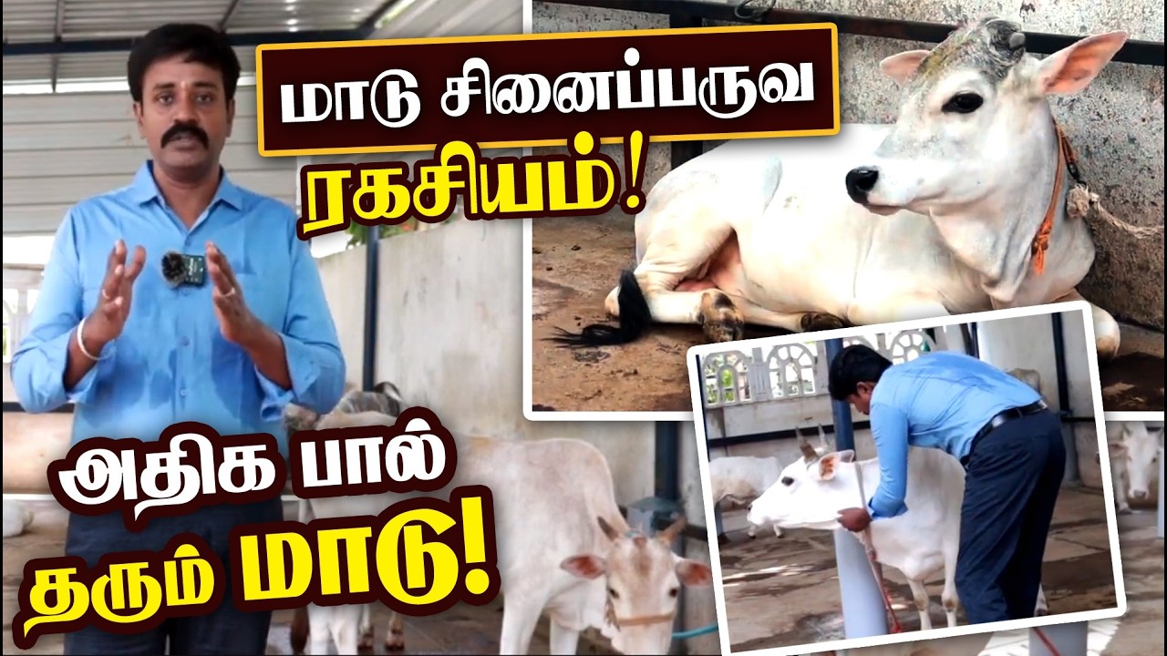 Maadu Valarpu | 90% பேர் அறியாத மாடு சினைப்பருவ ரகசியம்! | Best Milk Cow Breeds | Dairy Farming Tips