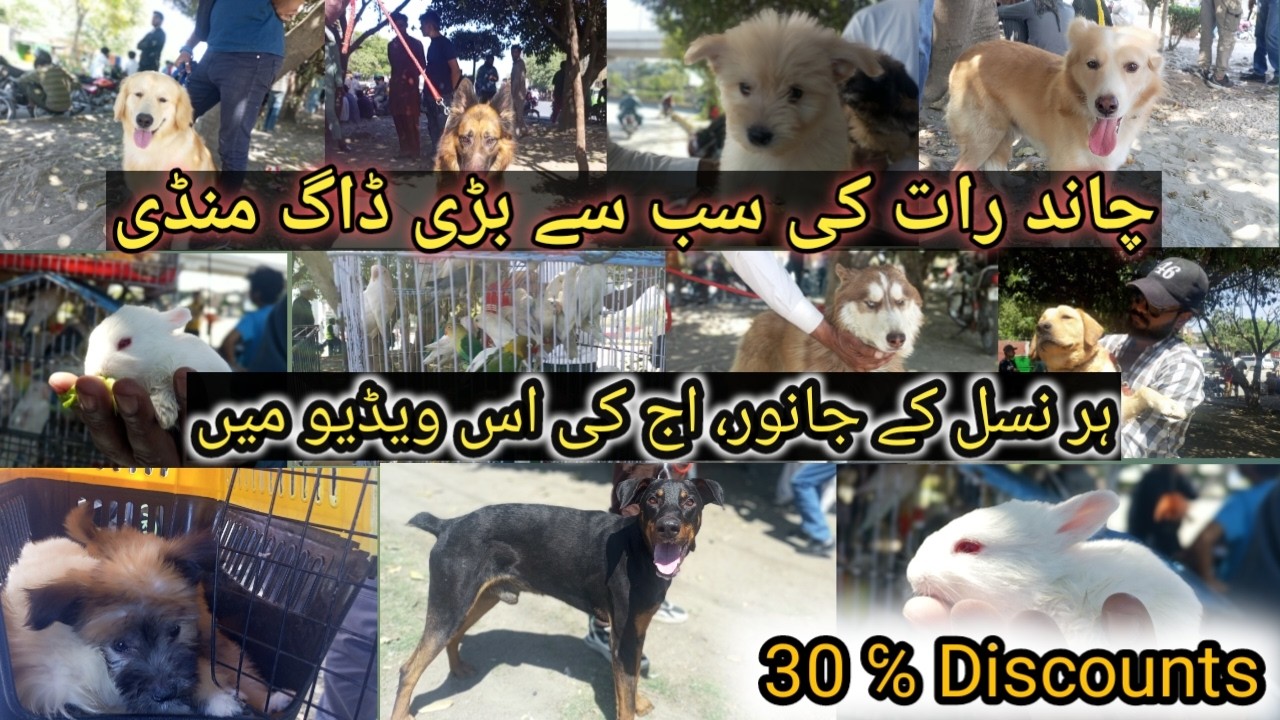 tollinton market Lahore ma Eid sale laga di 30% kam price per dogs hasil kry aj ki is video ma