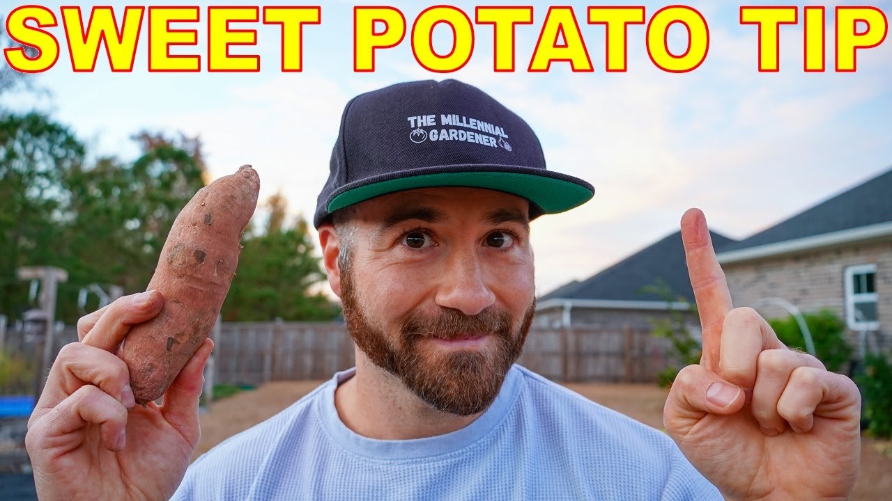 Don't Make This Mistake GROWING SWEET POTATOES: #1 Sweet Potato Tip!