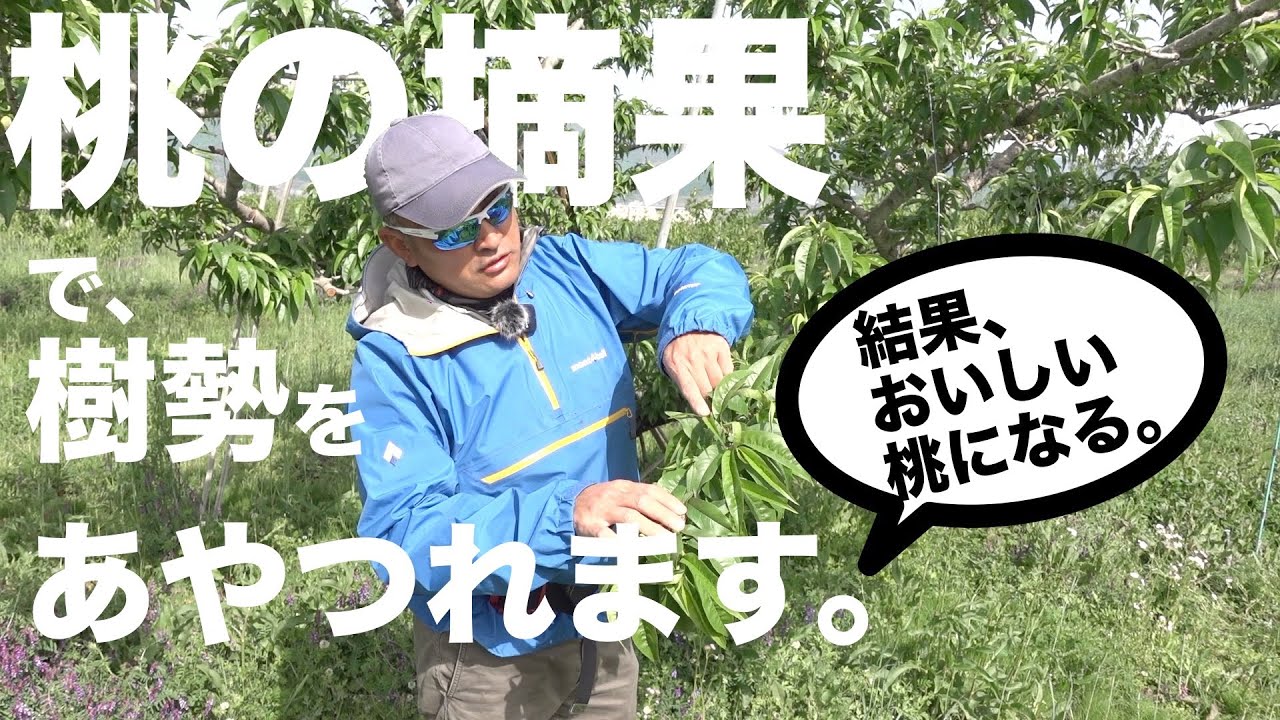 【プロ級】桃の樹勢を、摘果でコントロールする方法