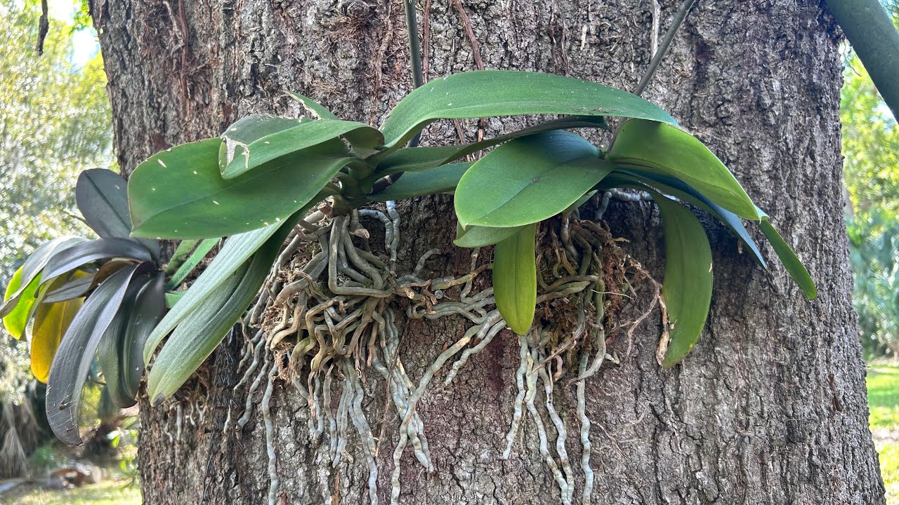 Enraizamento de orquídea na árvore