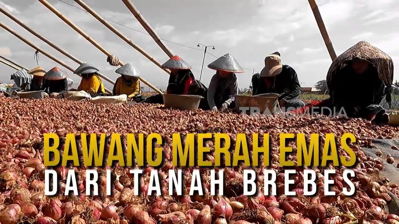 Bawang Merah Emas Dari Tanah Brebes | SECRET STORY (10/06/25)