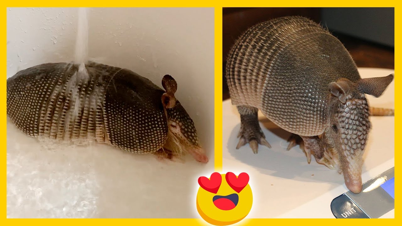 Este travieso armadillo rescatado disfruta de la bañera 💚