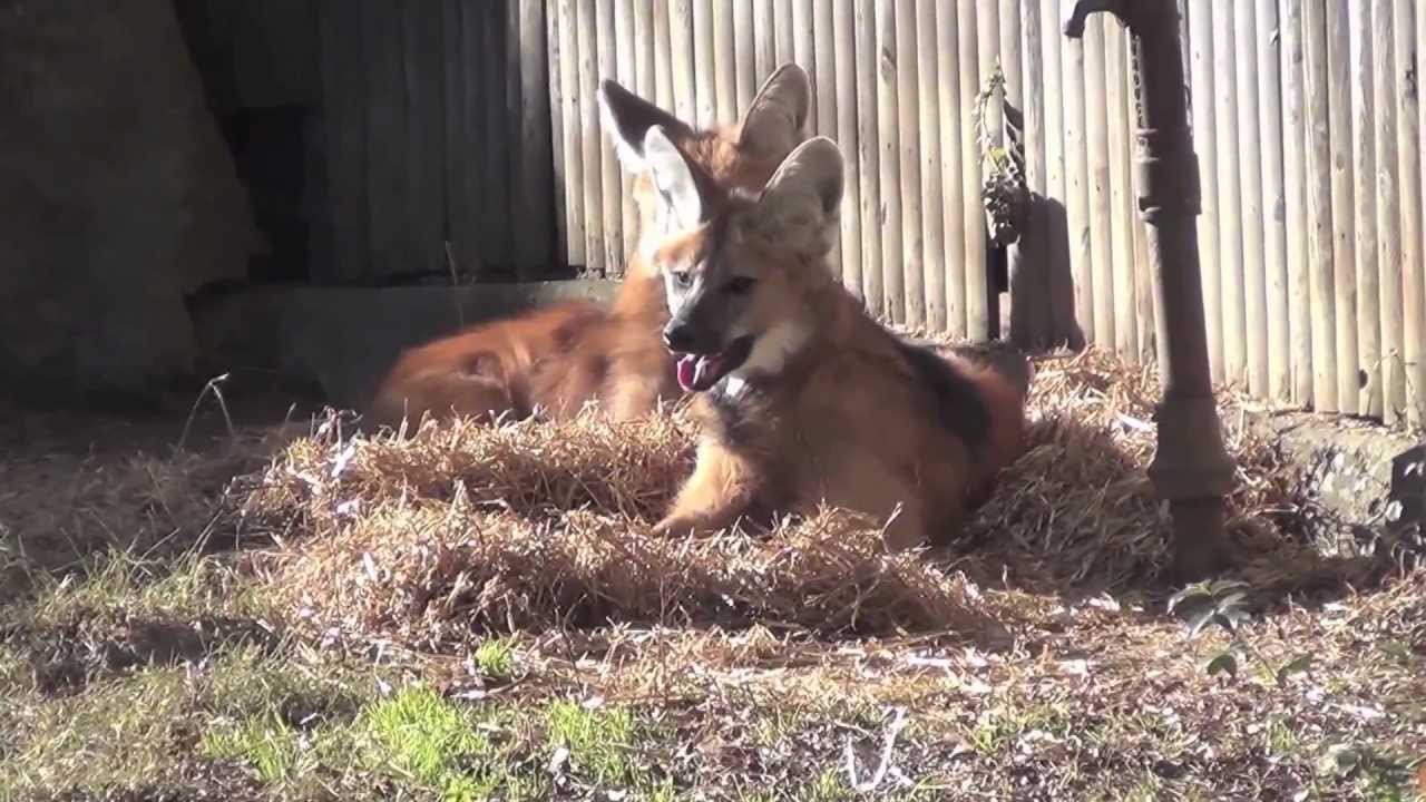 Philadelphia Zoo Welcomes Two Maned Wolves