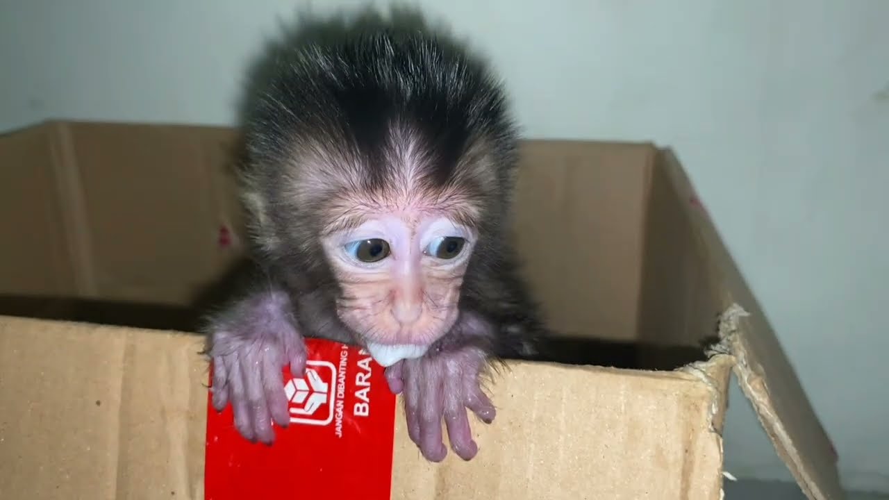 NEWBORN BABY MONKEY IS TIME TO BATH WITH MANY YELLOW STAINS