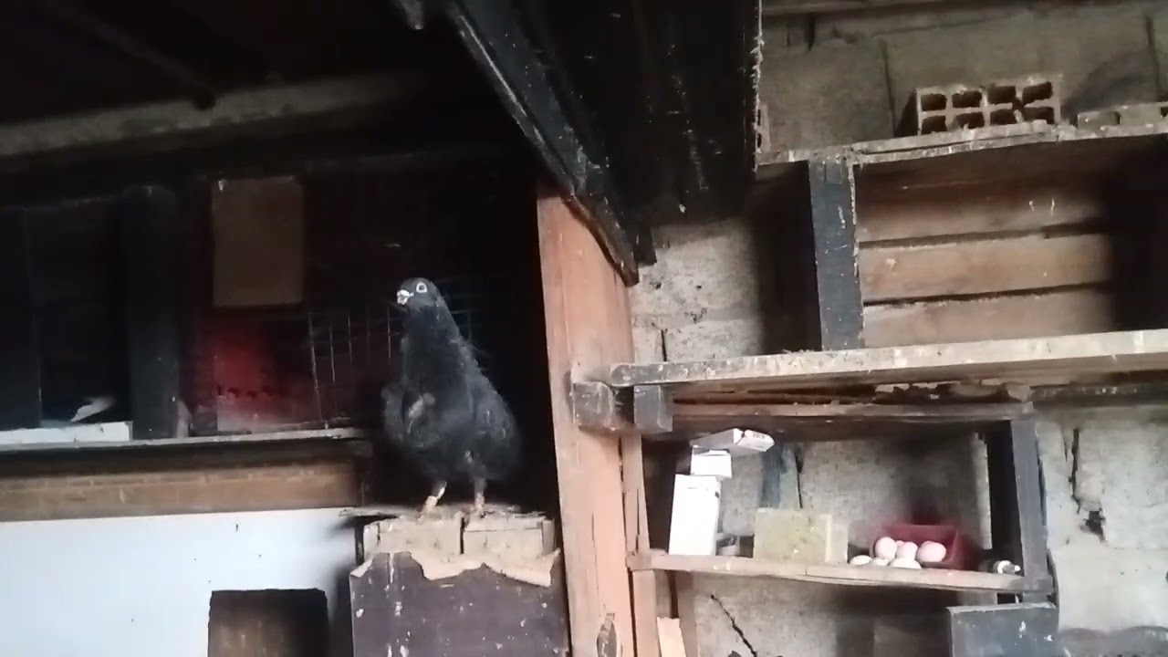 #pigeon #سيفيانوس 