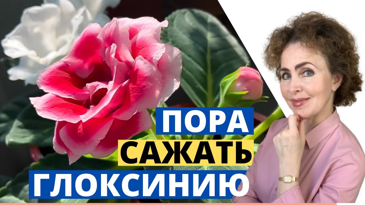 ГЛОКСИНИЯ из семян это легко и просто