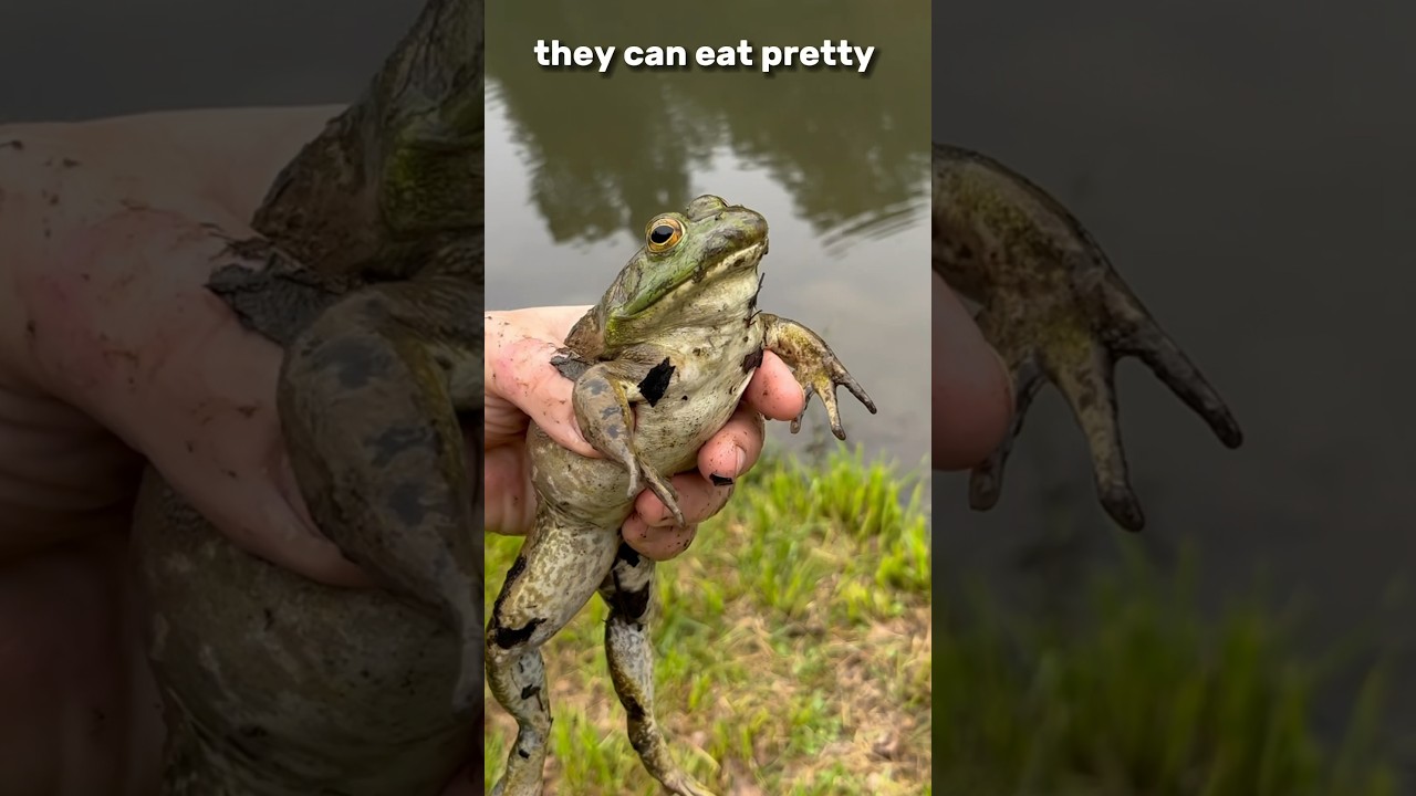 I flipped 6 rocks and found&hellip;🐸