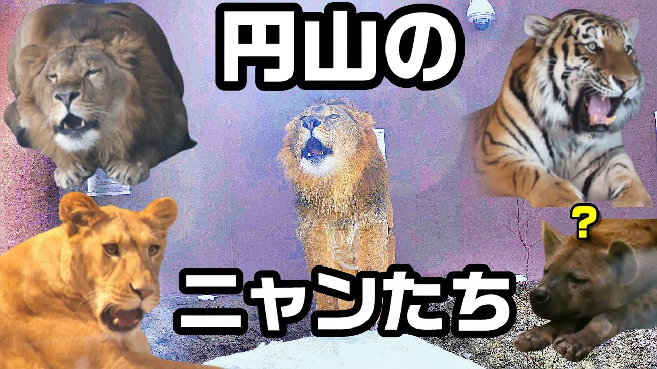 円山のニャンたち🐾🦁🐯MARUYAMA ZOO LION