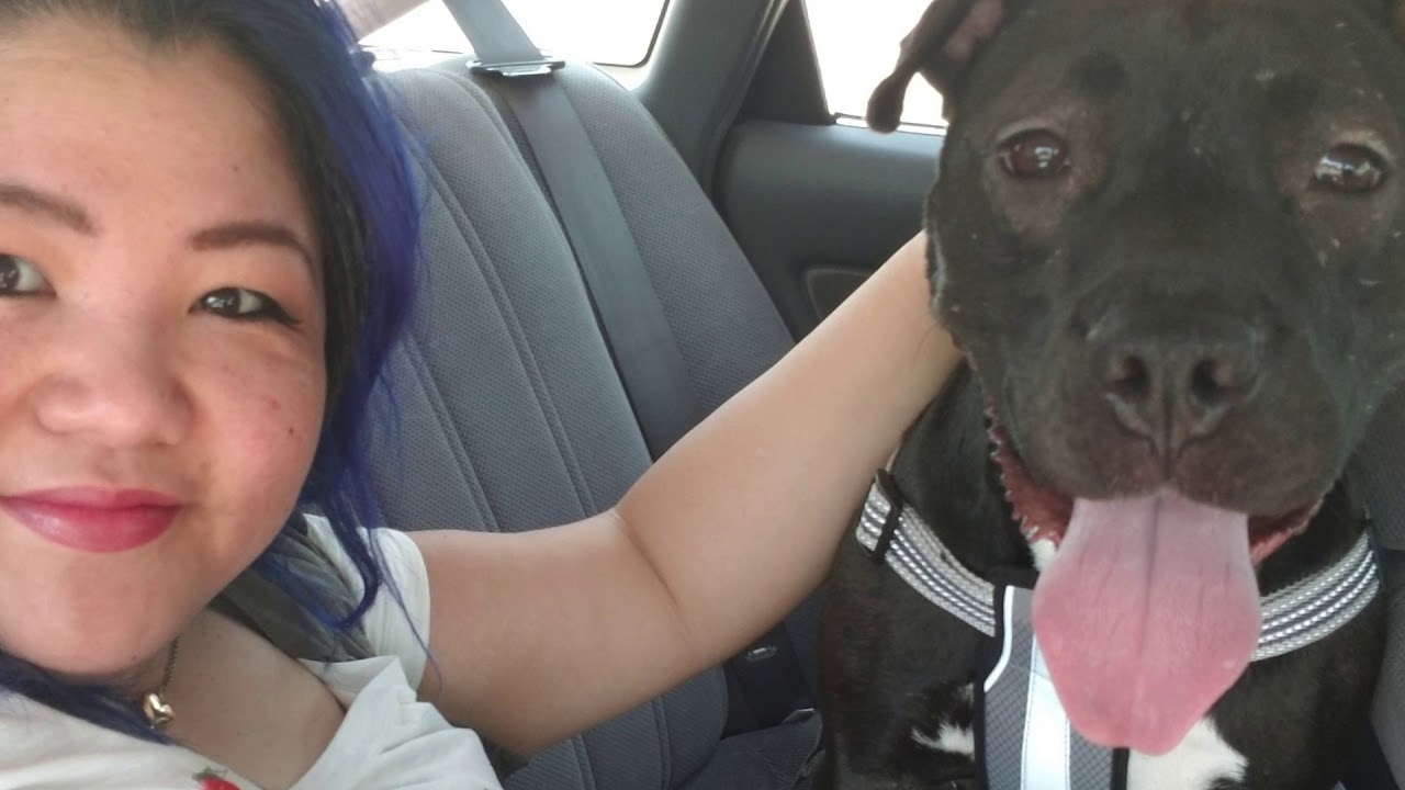 Adopt Love from PAWS Atlanta