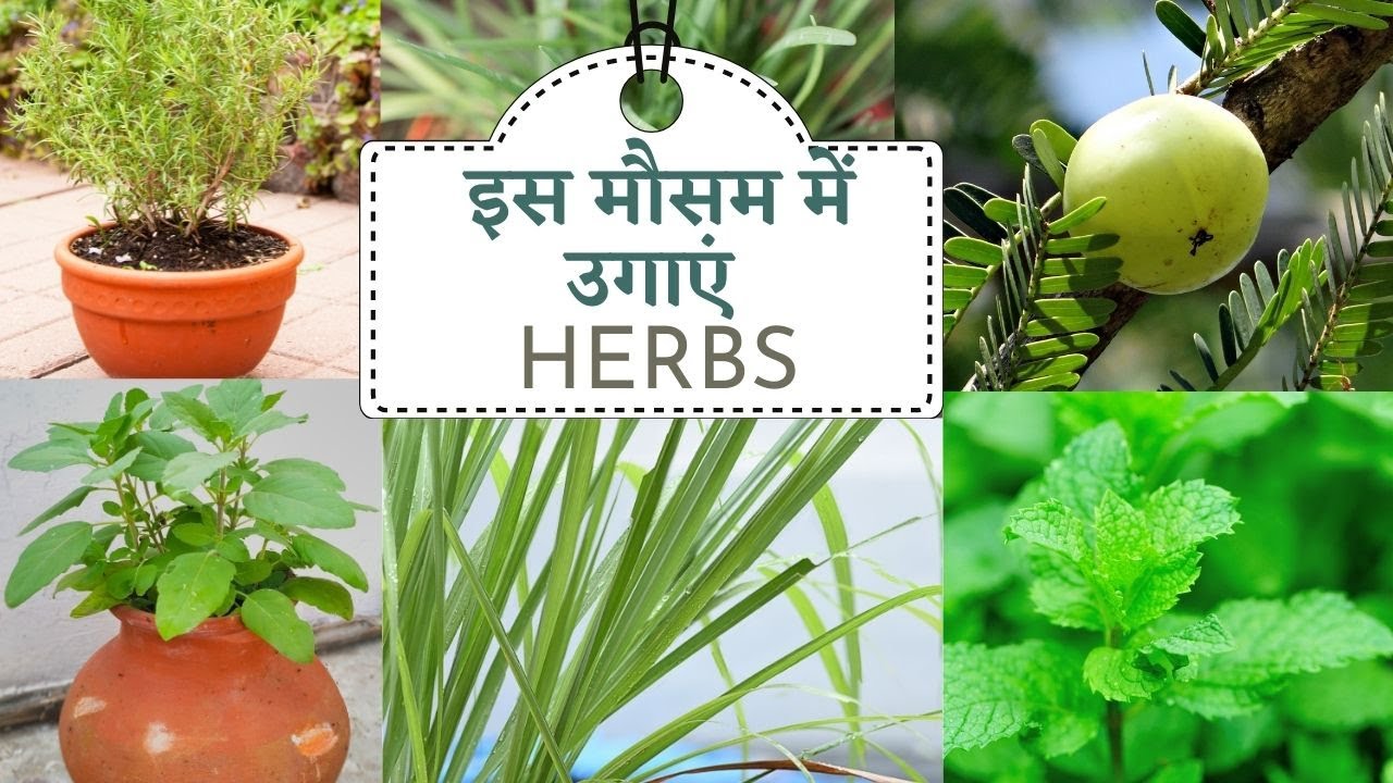 Grow these HERBS in your garden| Summer and Monsoon season special