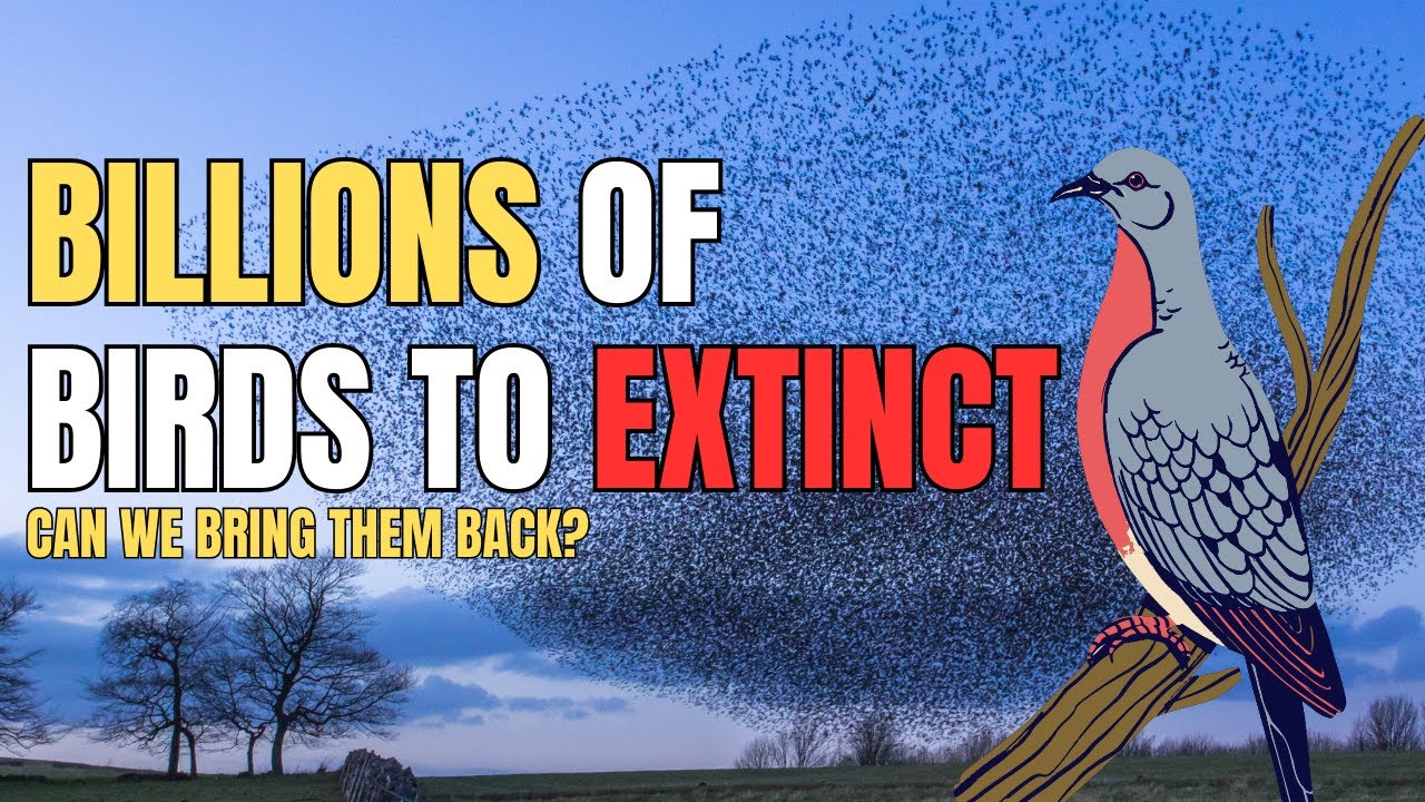 The Extinct Pigeon that Could Block Out the Sun