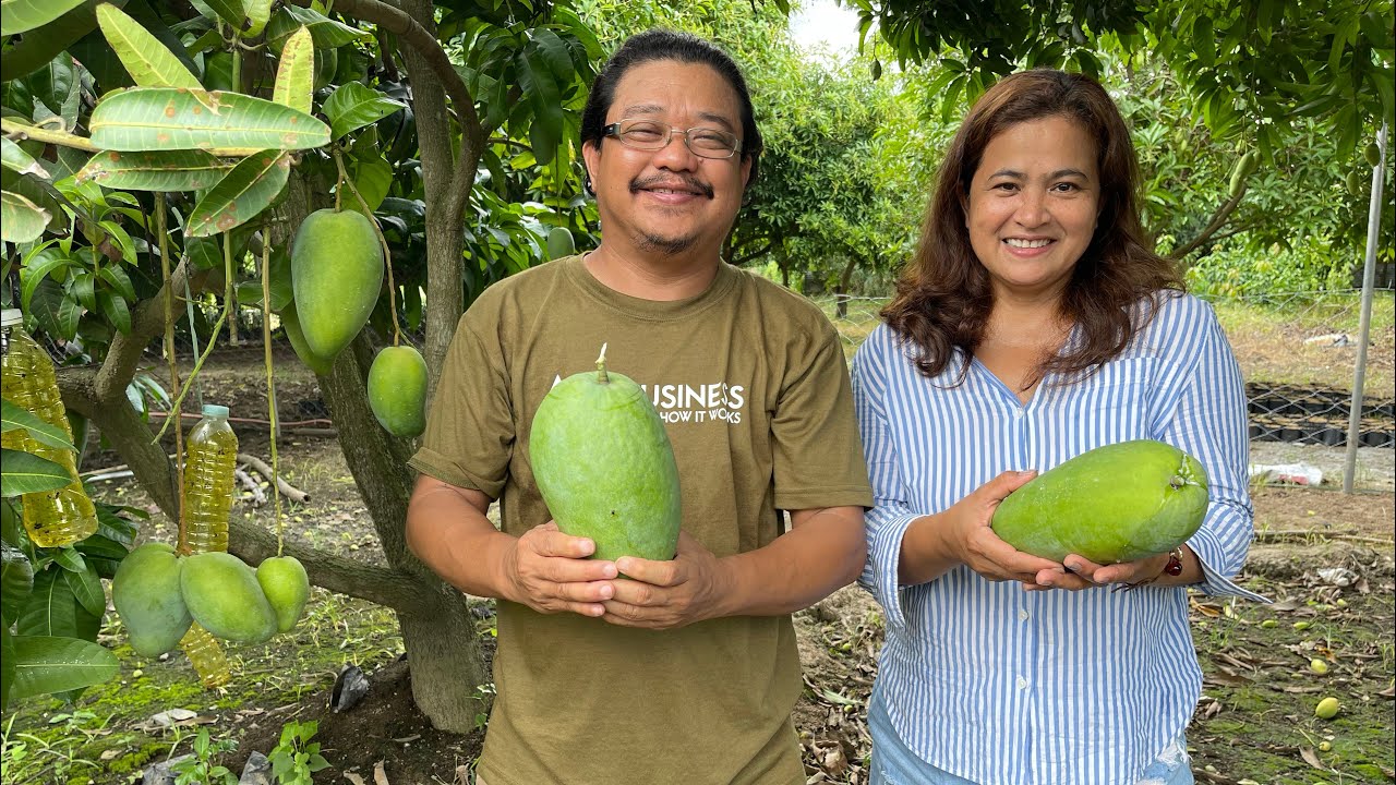 GIANT BEST TASTING MANGO in the WORLD