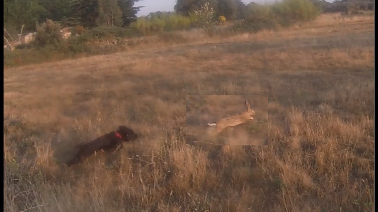 Chasse (Dressage) avec un English Cocker Spaniel sur faisans et lapins