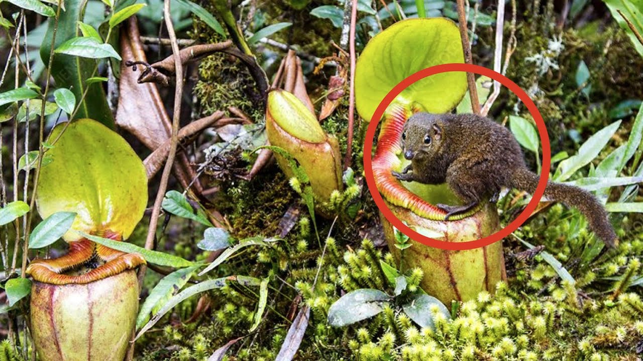 生き物を食べる恐ろしい食虫植物9選