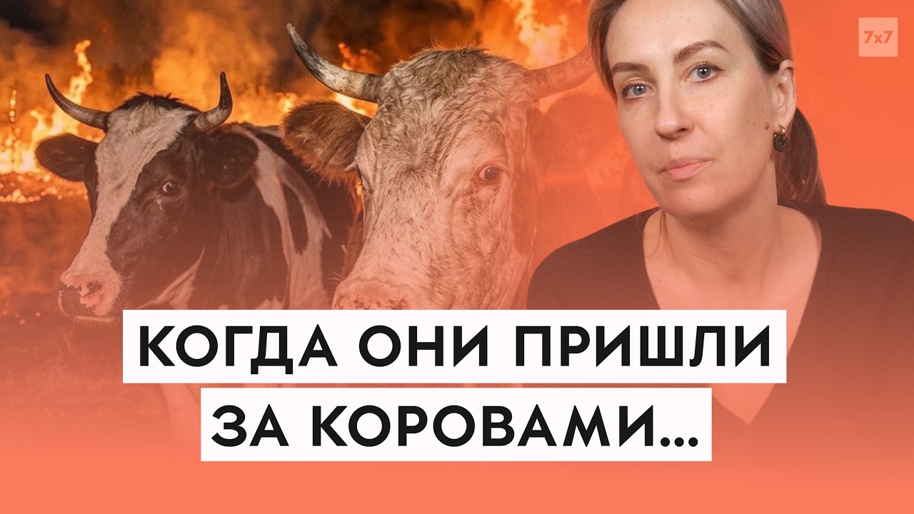 В регионах России массово убивают коров. Что происходит и при чем здесь «Мираторг»?