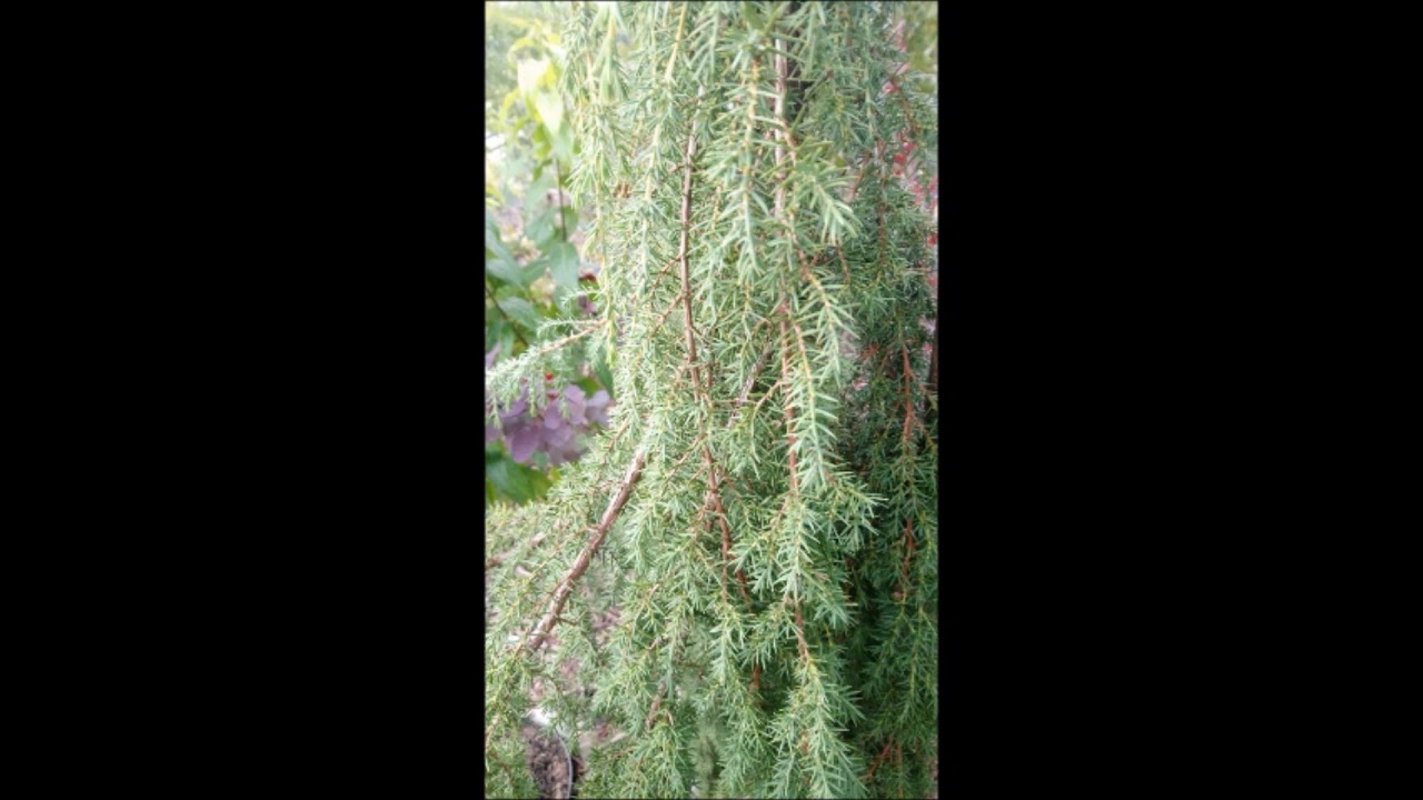 Odcinek #160 Jałowiec pospolity 'Horstmann' (Juniperus communis)