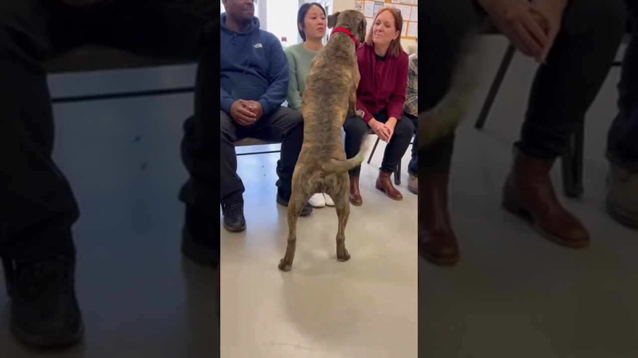 When Dogs Choose Their Humans &mdash; Adoption Moments