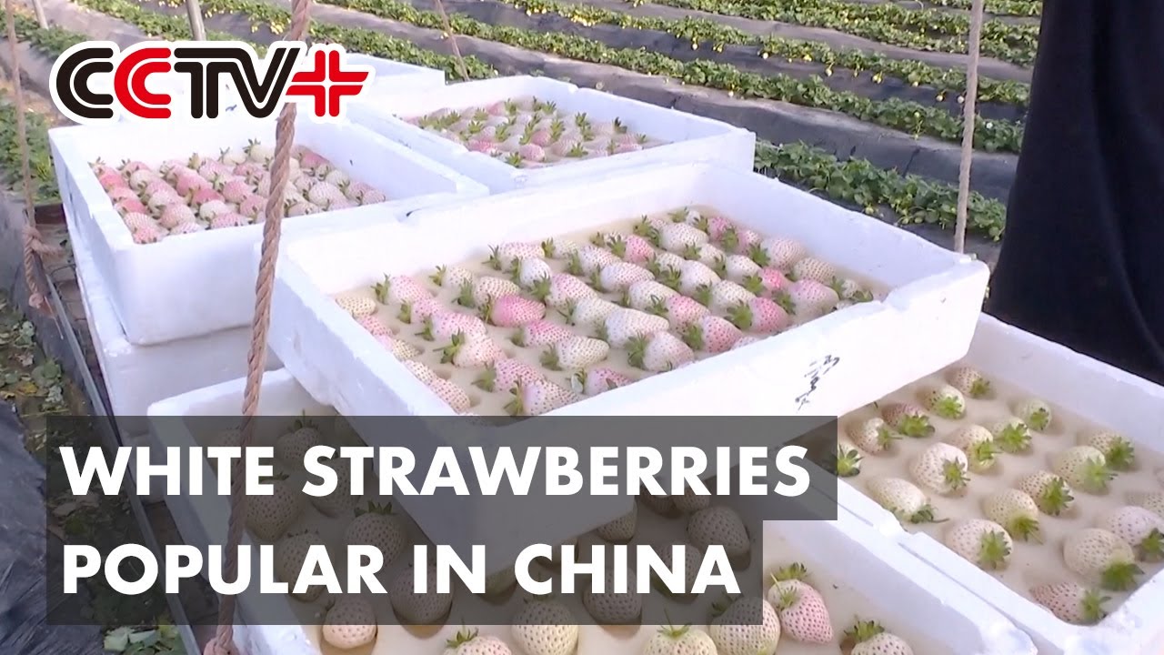 White Strawberries Grab Chinese Consumers' Attention