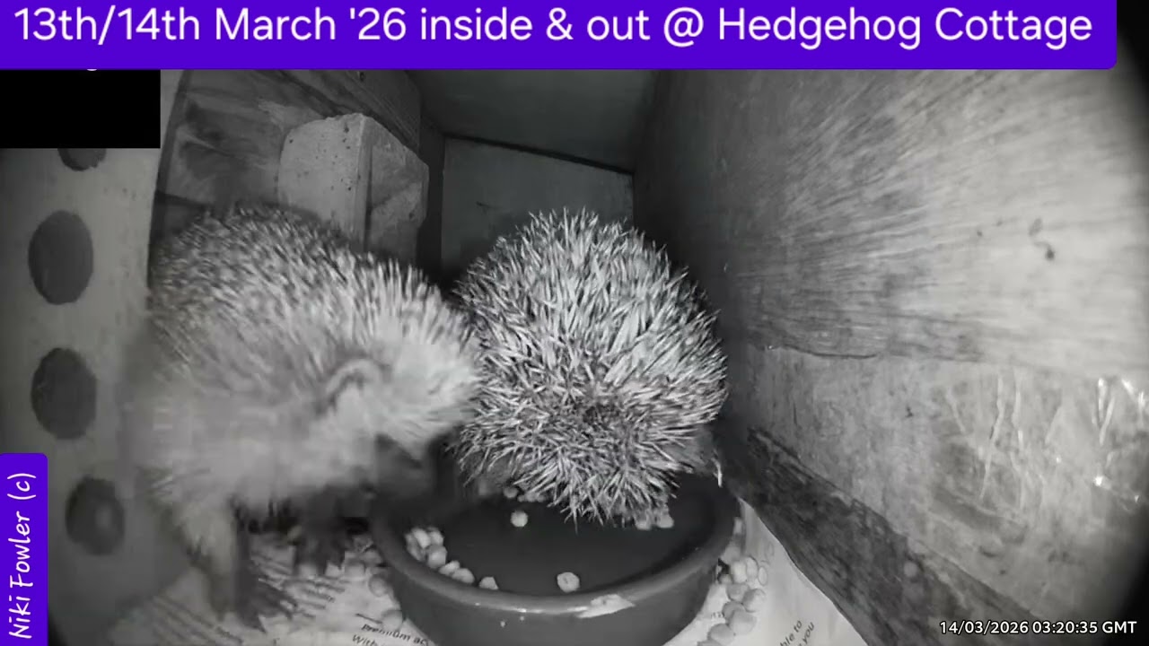 Hedgehogs are busy tonight!