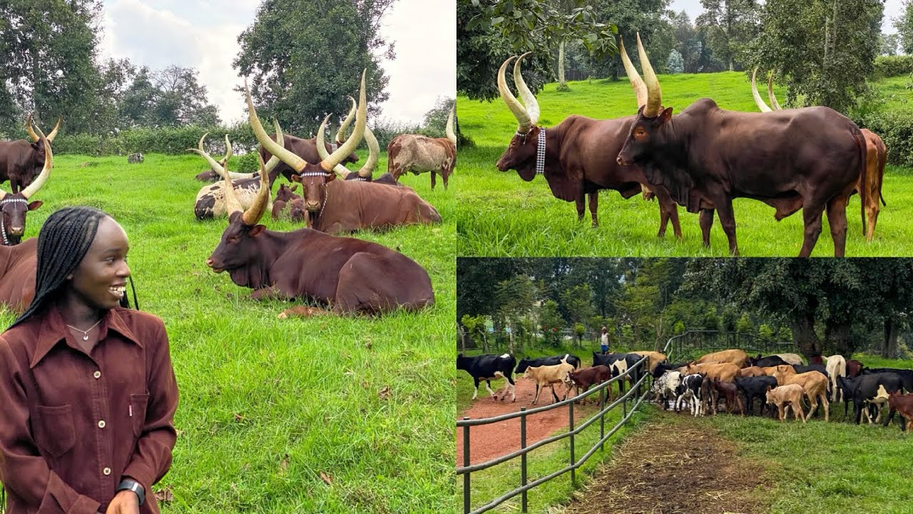 A DAY WITH THE MOST UNIQUE COWS IN AFRICA / INYAMBO COWS