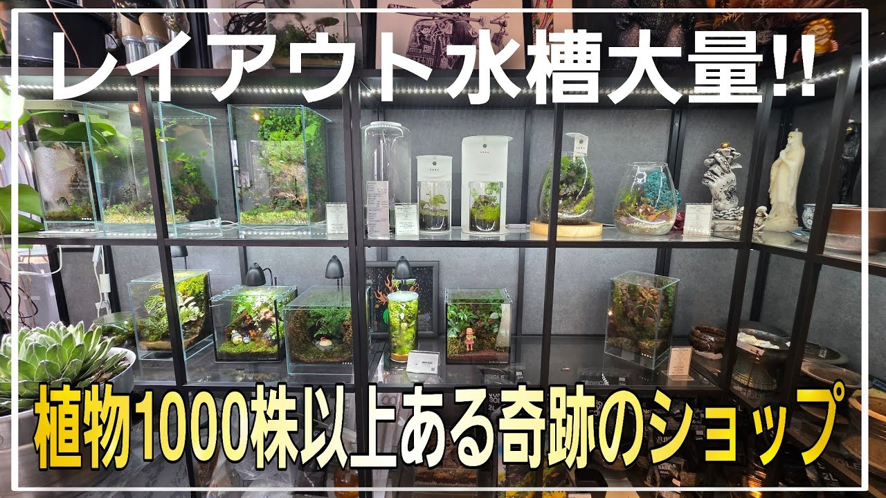 パルダリウム水槽が大量‼1000株を超える植物がありカフェとドッグランとRVパークが融合した凄すぎる奇跡のショップ‼CARPEDIEM　aquarium　アクアリウム　熱帯植物　熱帯魚　水草　流木