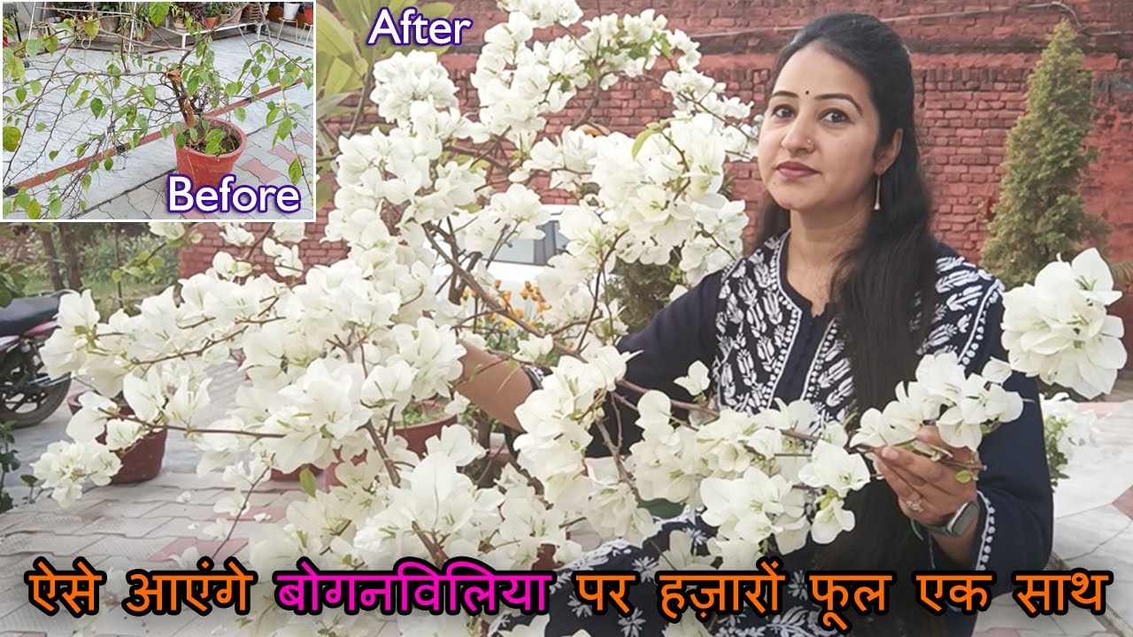 ऐसे आएंगे बोगनविलिया पर हज़ारों फूल एक साथ | Get Thousands of Flowers on Bougainvillea