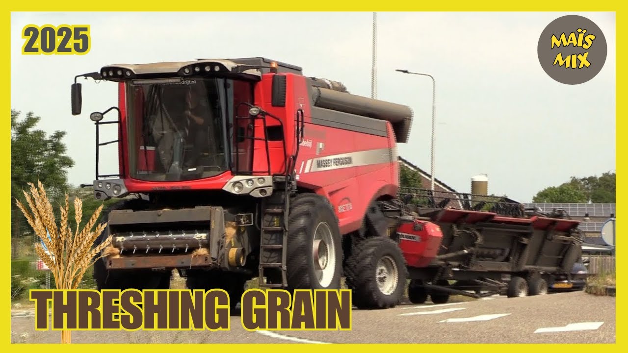 Graan dorsen 2025 | MF Beta 7370 met 6,70m breed maaibord | MF 8S | MF 7495 | Treshing grain