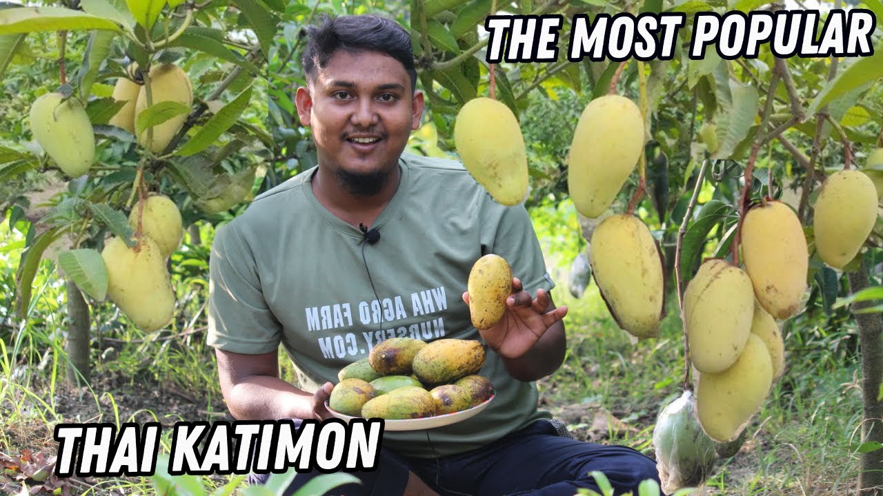 Baromasi Thai Katiman Mango || बारोमासी थाई कटिमन आम की खेती की सफलता.