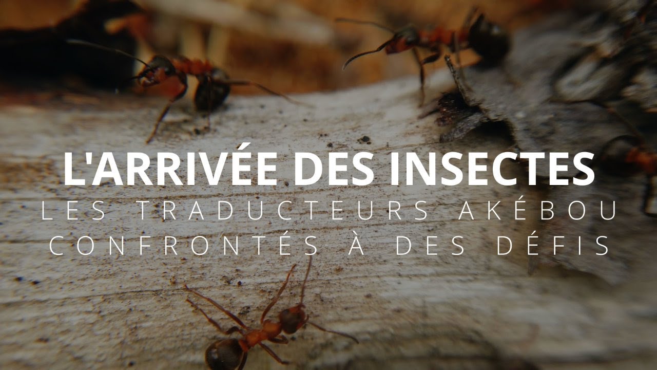 Ép. 3 L’arrivée des insectes : Les traducteurs akébou confrontés à des défis