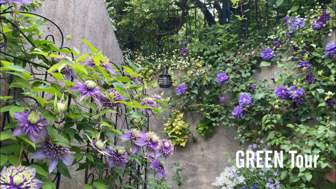 【個人邸】グレー背景にブルーの濃淡クレマチスでつくる門扉からお玄関までのエントランス空間から始まって色とりどりの薔薇が咲き始めた素敵すぎる極上のお庭！| H様邸 | 園芸/ガーデニング店巡り | 兵庫