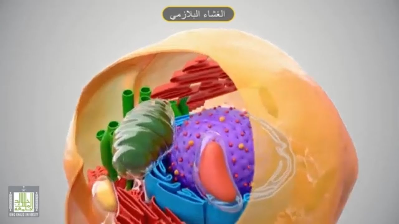 مكونات الخلية ( رحلة داخل الخلية الحية )