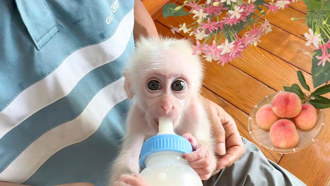 Baby monkey Baba is overjoyed! He enjoys every moment with Dad’s care – a day full of love