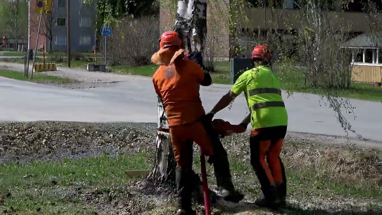 Как спилить поврежденную и гнилую березу бензопилой