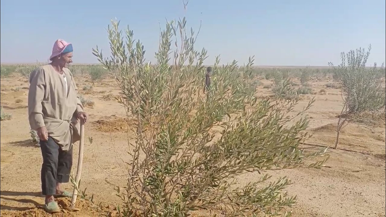 ادخل وشوف عمل ايه المطر في ارض المغرة