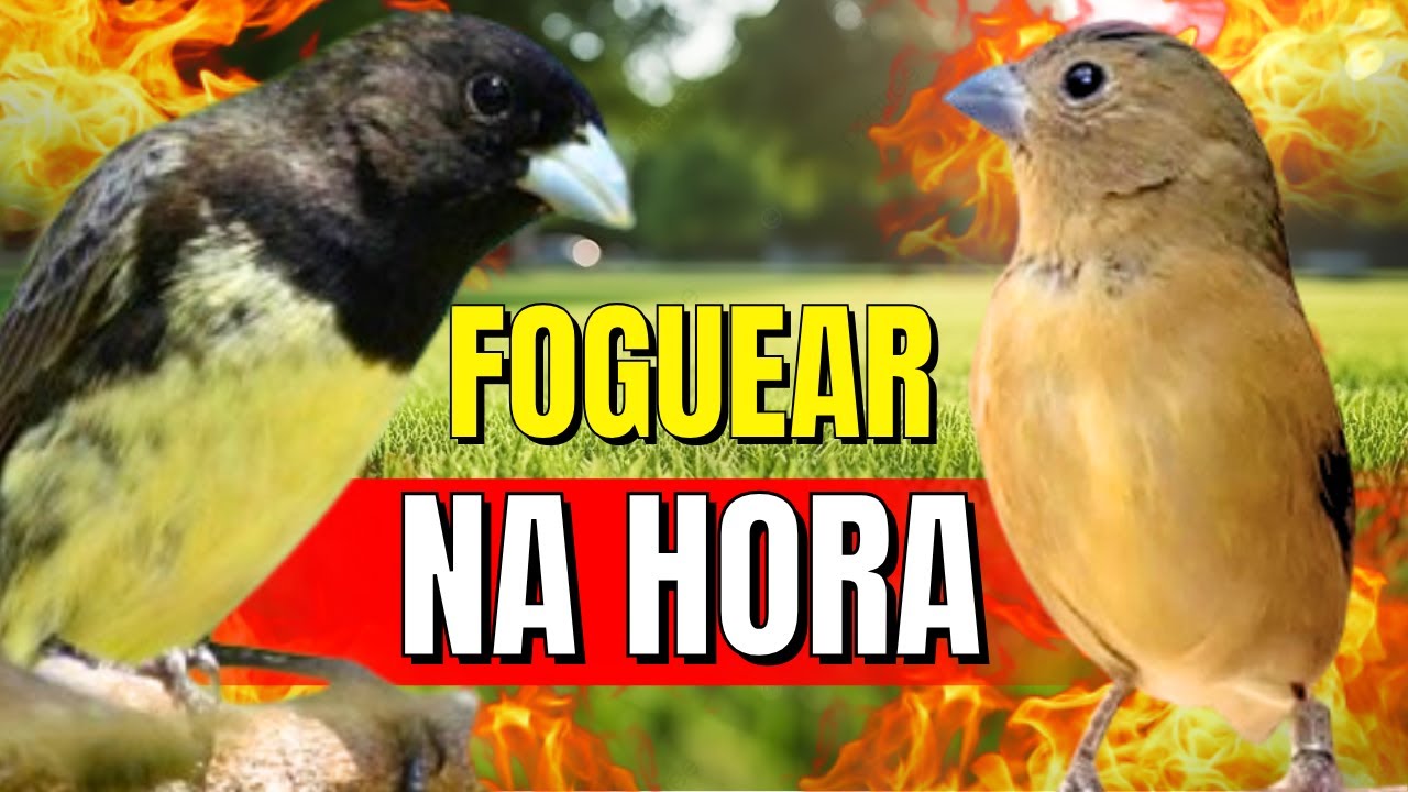 Canto Papa capim siu siu com Fêmea chamando para Esquentar papa capim siu siu e encarte siu siu