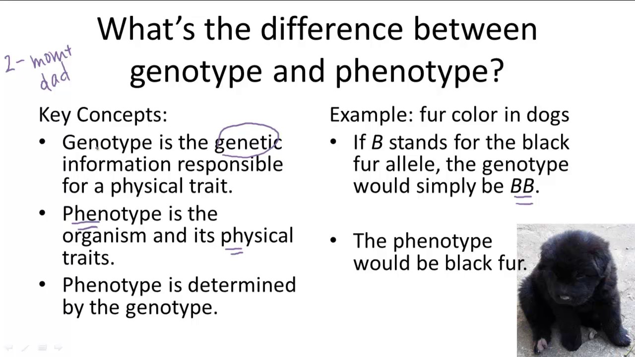 Genotype v. Phenotype