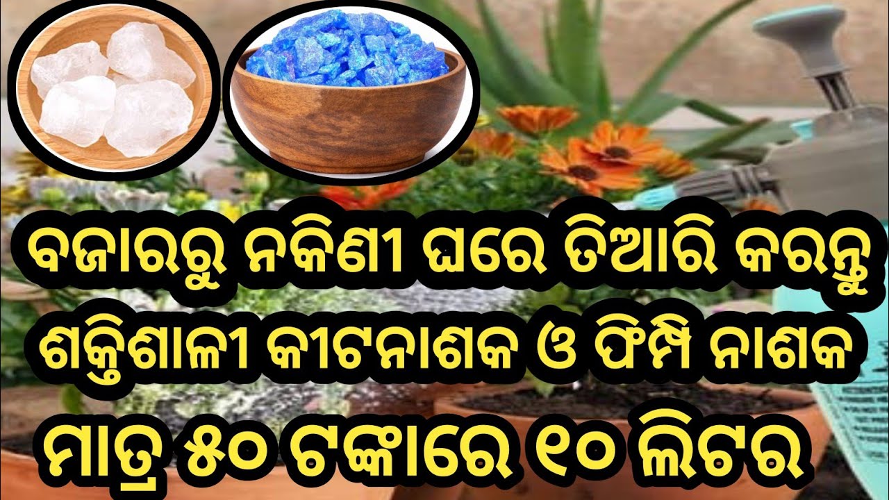ମହାଶକ୍ତିଶାଳୀ କୀଟନାଶକ ଓ ଫିମ୍ପିନାଶକ ପ୍ରସ୍ତୁତି ପ୍ରଣାଳୀ ଏବଂବ୍ୟବହାର #fungicides #pesticides #gardenplants
